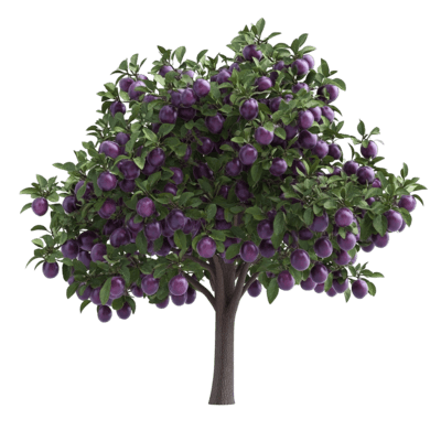 Plum Sapling