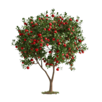 Pomegranate Sapling