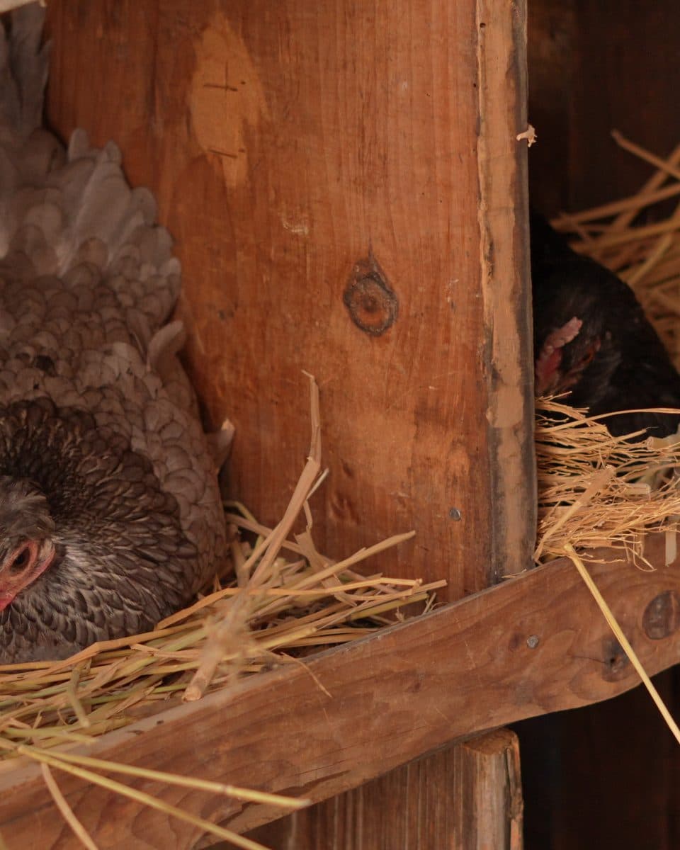 One of our hens