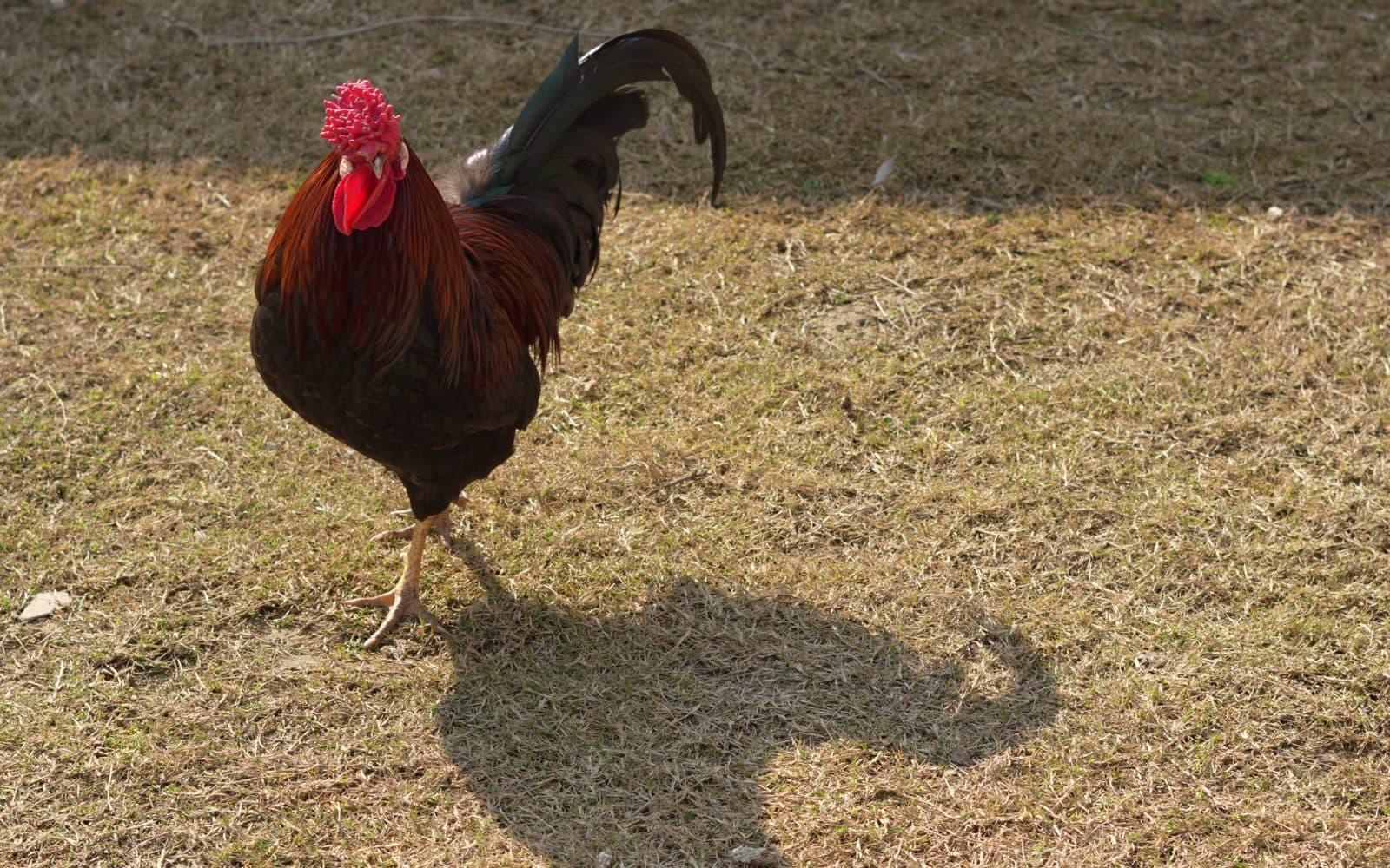 One of our hens
