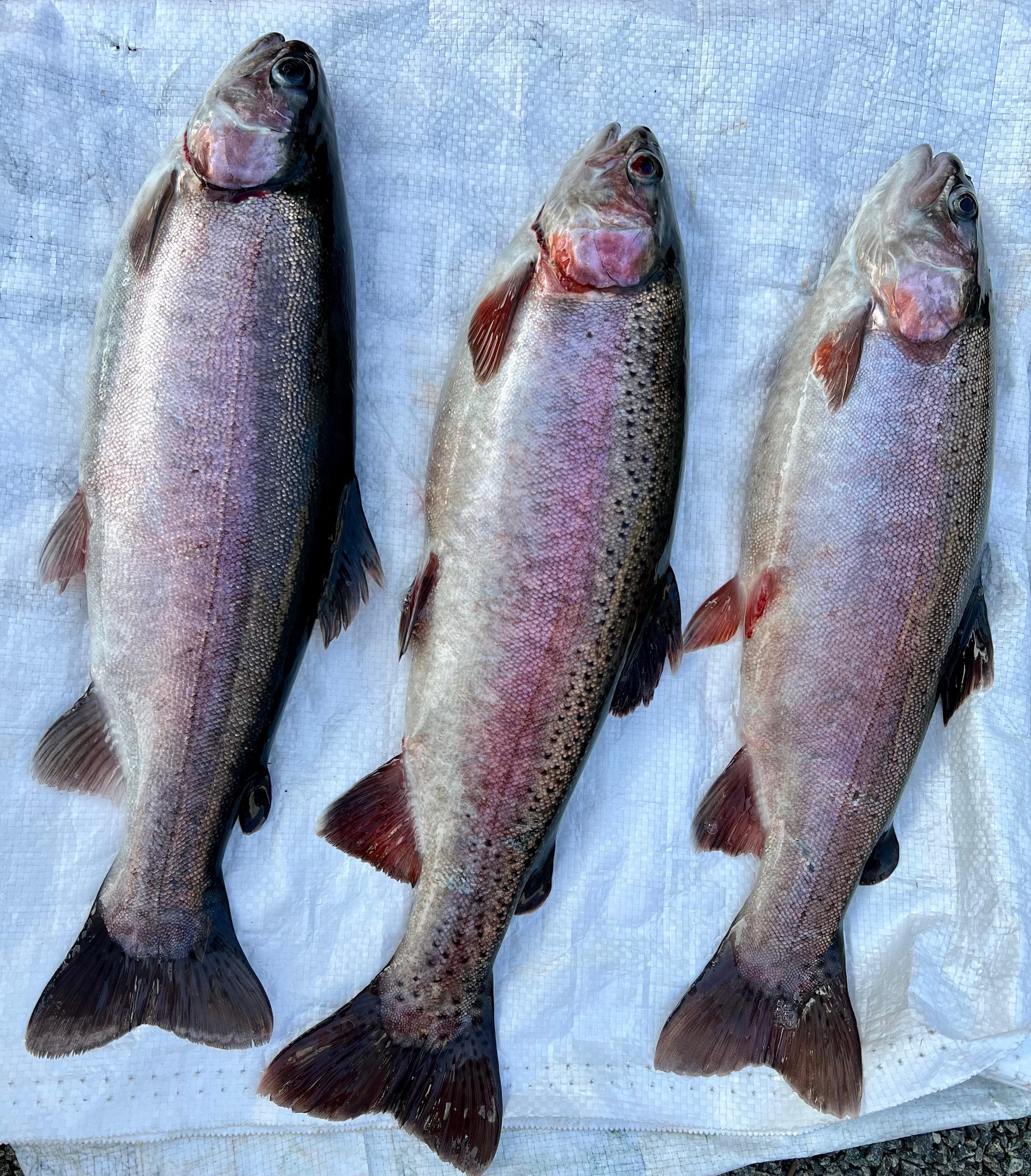 Trout Fish
