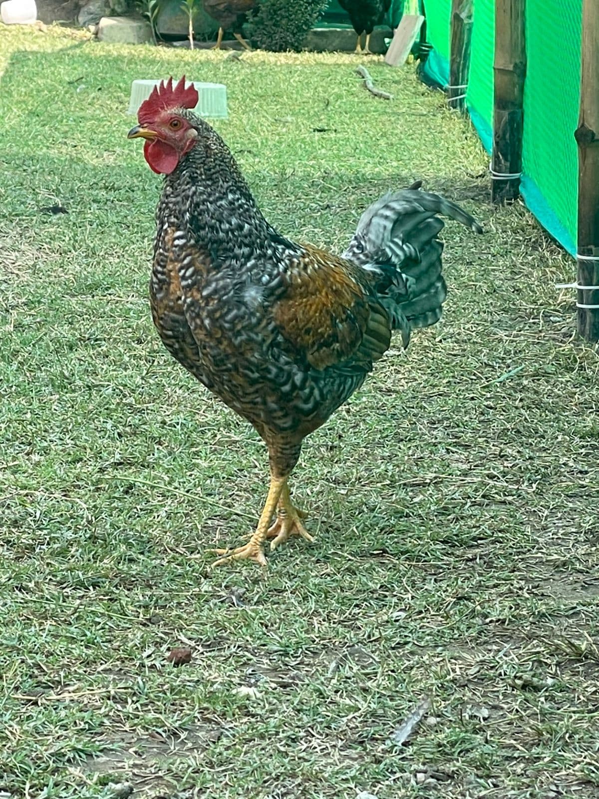 Kashmiri Rooster