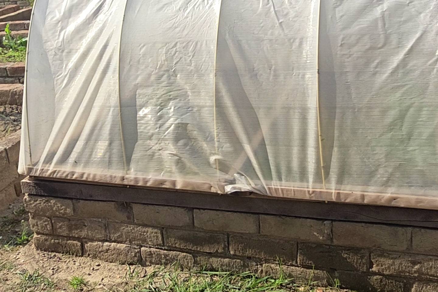 The polytunnel closed over a brick raised bed, its white FRP hoops showing through the clear film